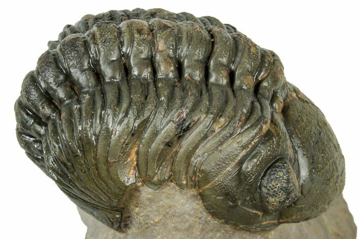 Detailed Reedops Trilobite - Atchana, Morocco #323696